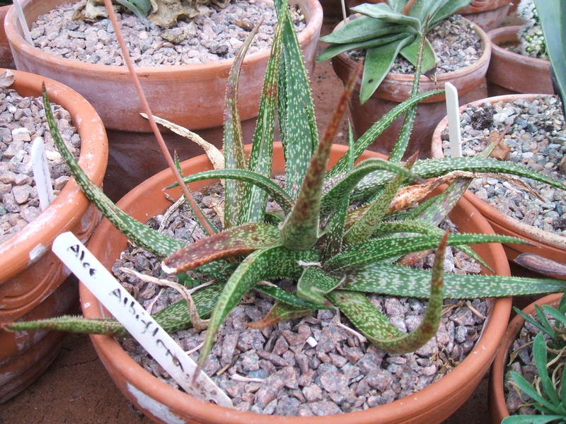 Aloe albiflora
